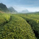 Green tea and health.