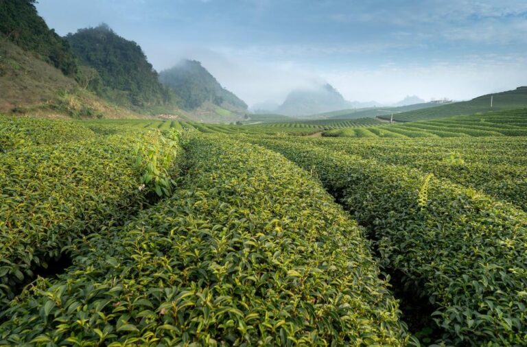 Green tea and health.