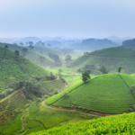 Asian green tea fields