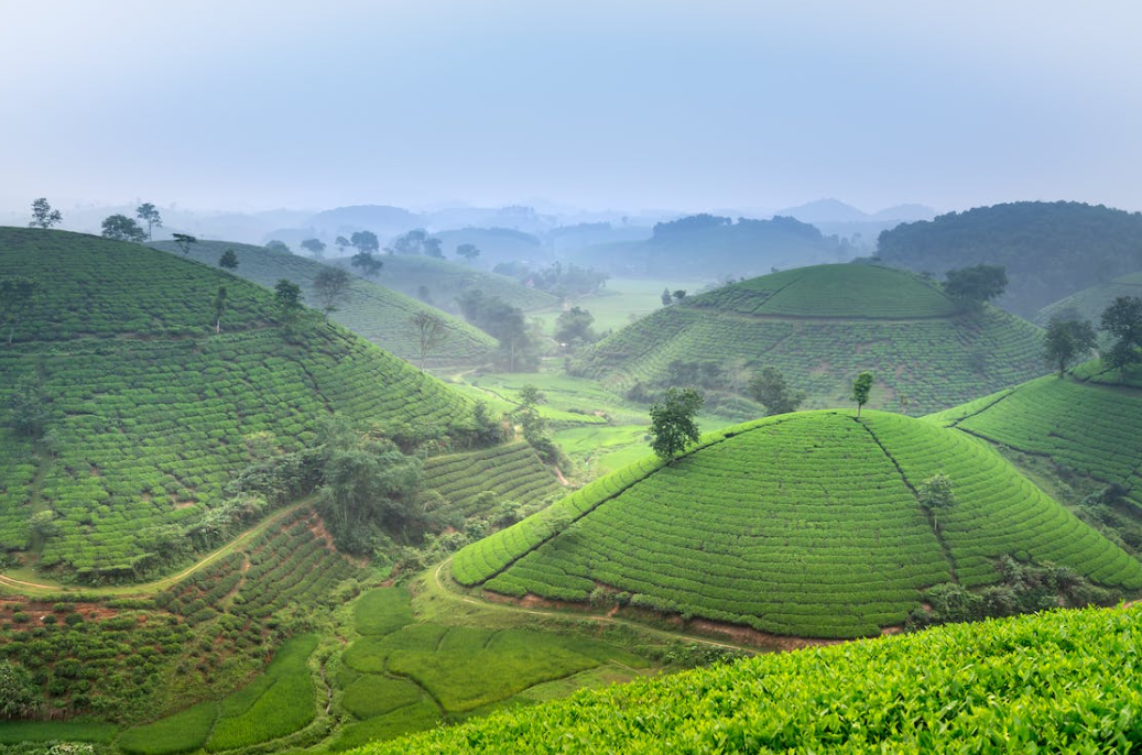 Asian green tea fields