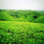 Vietnamese Tea field