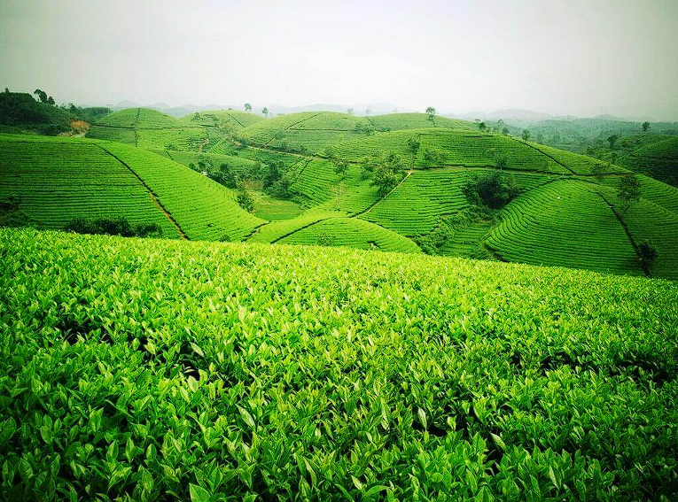 Vietnamese Tea field